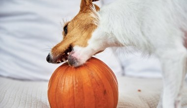 Czy pies może jeść dynię? To może być świetne lekarstwo