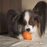 Czy pies może jeść mandarynki? Weterynarze mają jasną odpowiedź