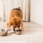 Czy pies może jeść orzechy? Te są poważnym zagrożeniem