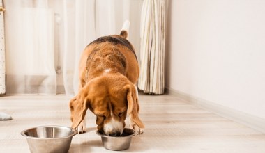 Czy pies może jeść orzechy? Te są poważnym zagrożeniem