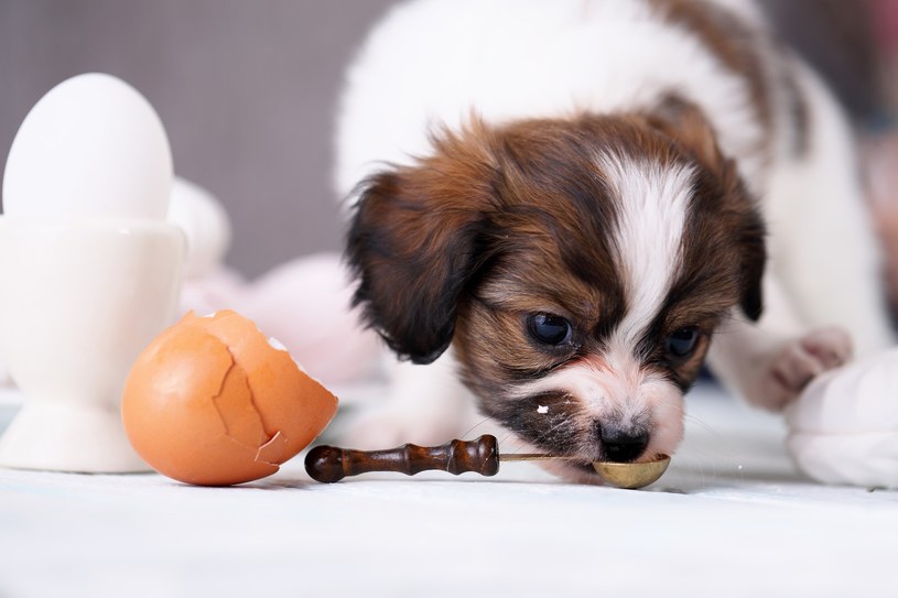 Czy pies może jeść surowe jajka? My już znamy odpowiedź /123RF/PICSEL