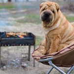 Czy pies może zjeść coś z grilla? Uważaj, czym częstujesz swojego psa