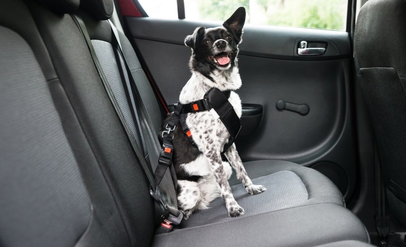 Czy pies musi jeździć samochodem bez pasów? /123RF/PICSEL