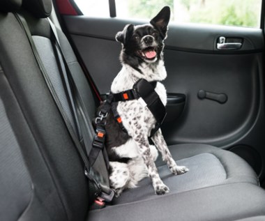 Czy pies w samochodzie może jeździć bez pasów? Jaki mandat za jazdę z psem
