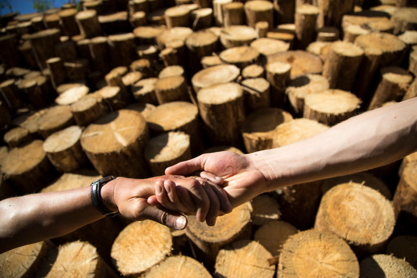 Czy polska gospodarka leśna funkcjonuje prawidłowo? /Getty Images