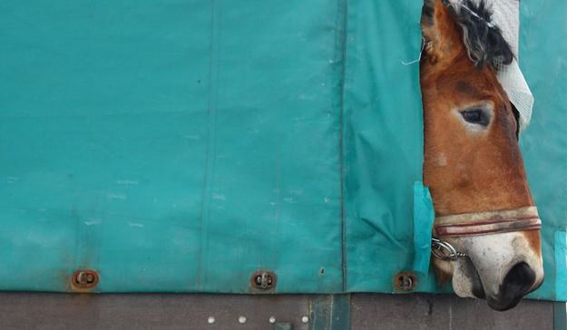 Czy polskie konie leczone były szkodliwym antybiotykiem? Fot. STANISŁAW KOWALCZUK /Agencja SE/East News