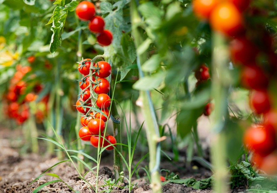 Czy pomidory mogą cofnąć się w ewolucji? Zaskakujące wyniki badań