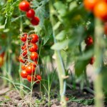 Czy pomidory mogą cofnąć się w ewolucji? Zaskakujące wyniki badań 