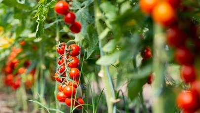 Czy pomidory mogą cofnąć się w ewolucji? Zaskakujące wyniki badań 