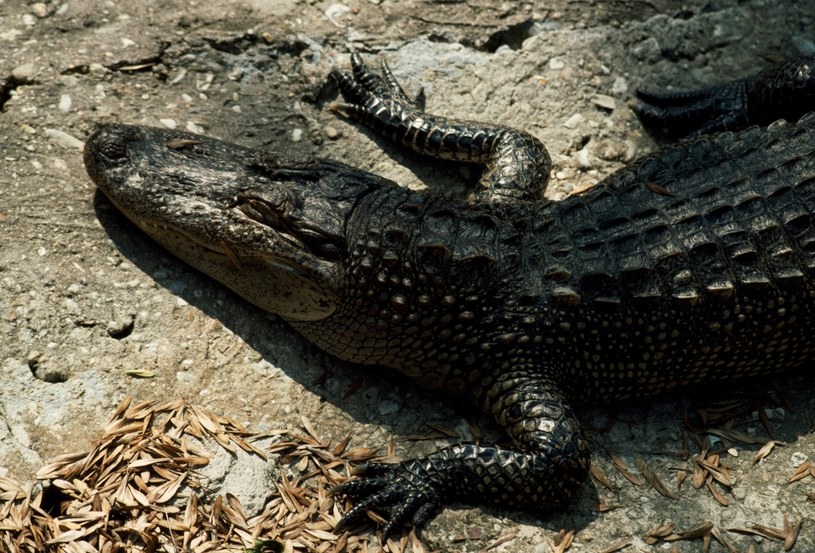 Czy potwór z bagien to jakiś wyjątkowo duży egzemplarz aligatora, jednego z tysięcy zamieszkujących luizjańskie mokradła? /Getty Images