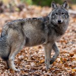 Czy powinniśmy bać się wilków? Sprawdź, co mówią naukowcy!