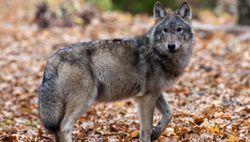 Czy powinniśmy bać się wilków? Sprawdź, co mówią naukowcy!