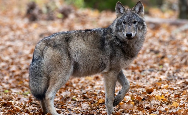 Czy powinniśmy bać się wilków? Sprawdź, co mówią naukowcy!