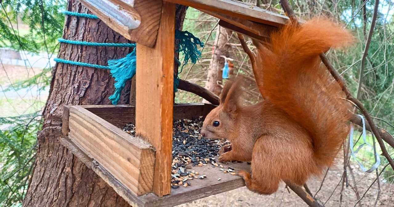 Czy powinniśmy dokarmiać wiewiórki zimą? Eksperci ostrzegają /Adrian Slazok/REPORTER /East News