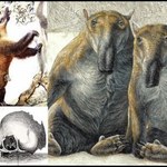 Czy prehistoryczna "diabelska świnia" do dzisiaj żyje w dżunglach Papui Nowej Gwinei? 