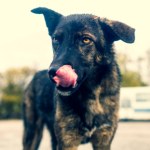 Czy promieniowanie zmieniło psy z Czarnobyla? Nowe ustalenia naukowców