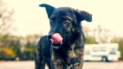 Czy promieniowanie zmieniło psy z Czarnobyla? Nowe ustalenia naukowców