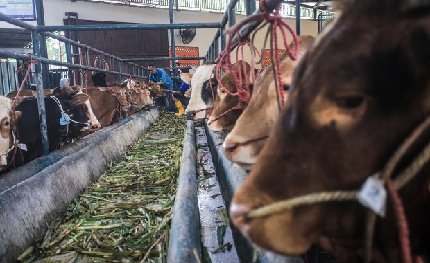 Czy pryszczyca jest groźna dla ludzi? Fakty i mity na temat choroby