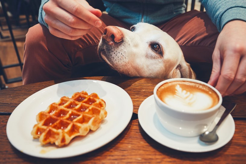 Czy psie kawiarnie mają szanse na sukces tak jak kocie? /123RF/PICSEL