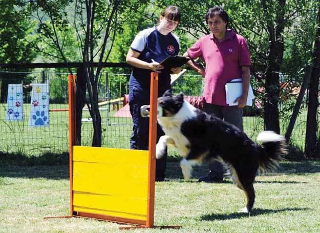 Czy psie sporty nie są efektowne? /Dogandsport