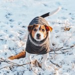 Czy psy mogą przetrwać noc zimą? Taka temperatura będzie groźna