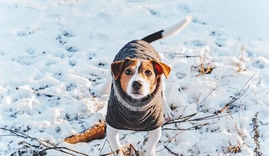 Czy psy mogą przetrwać noc zimą? Taka temperatura będzie groźna