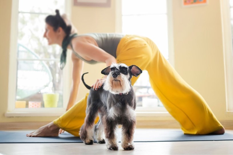 Czy Puppy Yoga to dobry pomysł... dla psa? /123RF/PICSEL