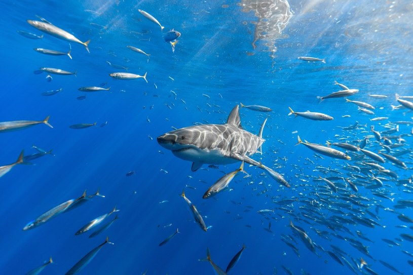 Czy rekiny uratują ludzkość? /123RF/PICSEL