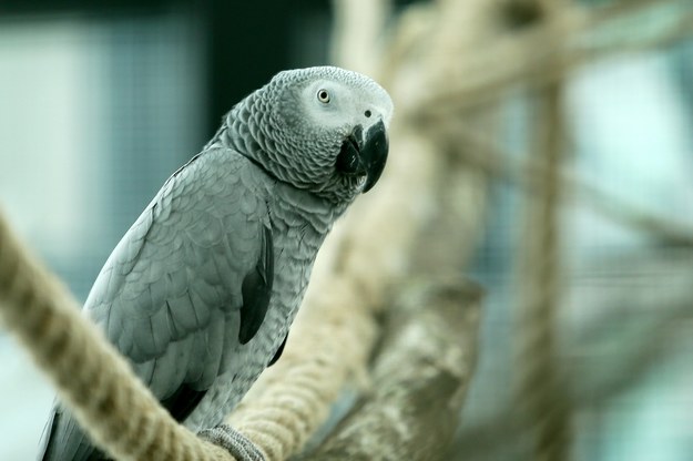 Przeklinające papugi w brytyjskim zoo