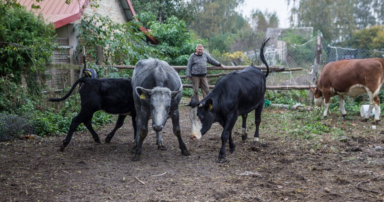 Czy rolnikom uda się zakolczykować krowy? /FOKUS TV