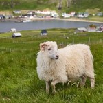 Czy są tam owce? Wszystko, co musisz wiedzieć o Wyspach Owczych