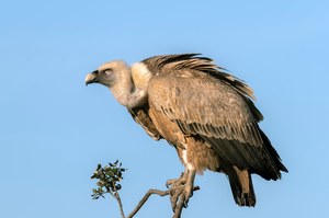 Have you found eagles in Poland before?  Amazing fact