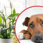 Czy skrzydłokwiat jest szkodliwy dla psa?