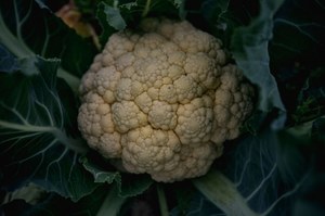 Czy susza w Europie zmieni nasz stosunek do GMO? 