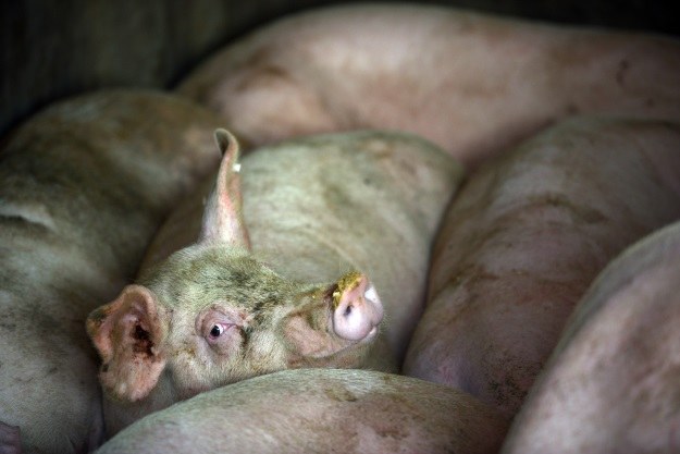 Czy świnie staną się biologicznymi inkubatorami hodowanych dla nas narządów? /AFP