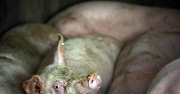 Czy świnie staną się biologicznymi inkubatorami hodowanych dla nas narządów? /AFP