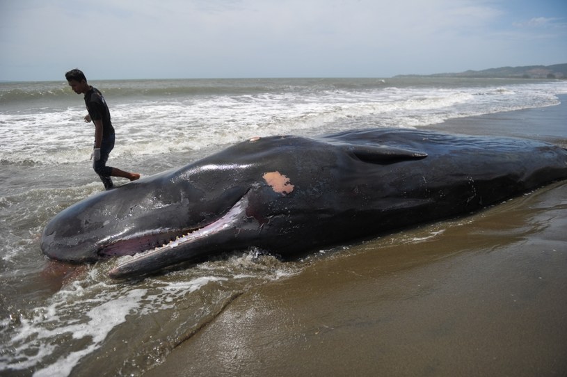 Czy to burze słoneczne odpowiadają za śmierci wielorybów? /AFP