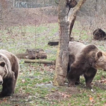 Czy to już wiosna? Niedźwiedzice z zoo wyszły na wybieg