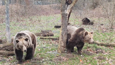 Czy to już wiosna? Niedźwiedzice z zoo wyszły na wybieg