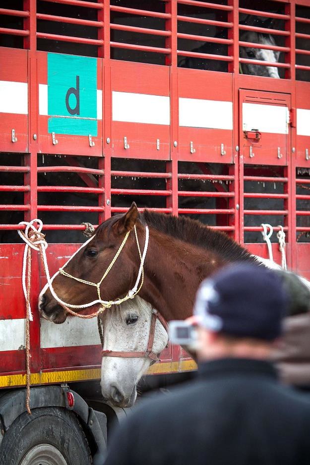 Czy to koniec handlu końmi w Polsce? /AFP