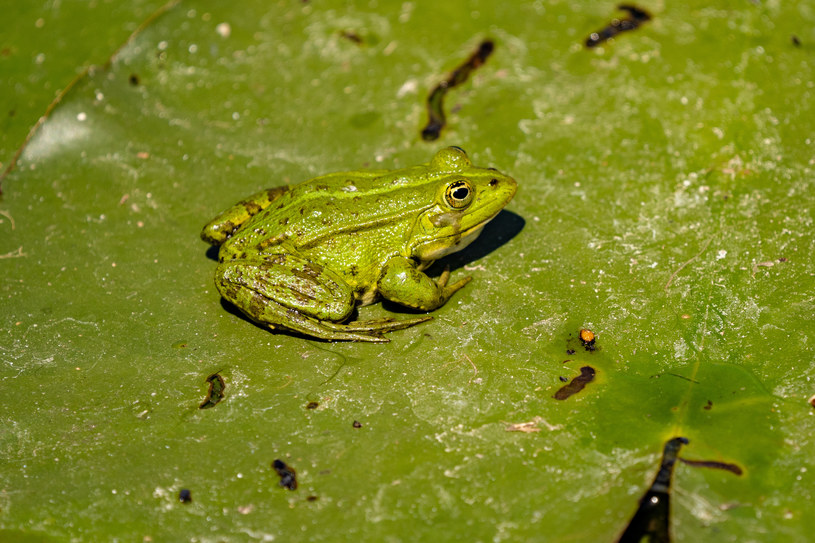 Czy to możliwe, by kiedyś na świecie zabrakło żab? /123RF/PICSEL
