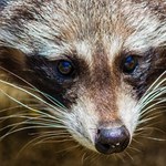 Czy to najgroźniejsze zwierzę Europy? Wreszcie się dowiemy, czy tak jest