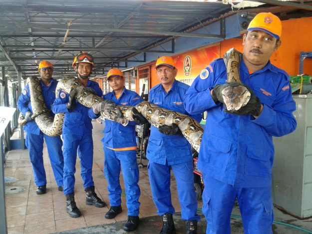 Czy to największy pyton na świecie? /MALAYSIA CIVIL DEFENCE FORCE  /PAP/EPA