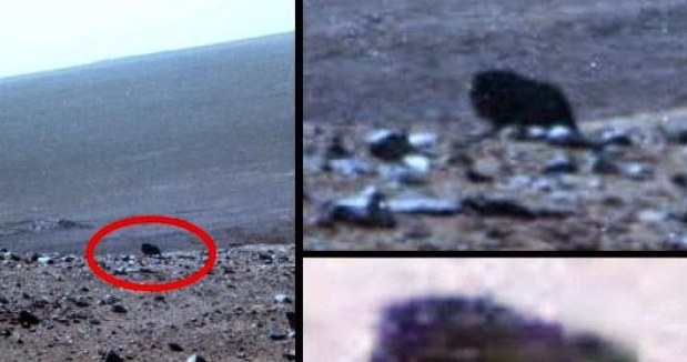 Czy to zdjęcie z Marsa przedstawia żywe stworzenie? /materiały prasowe