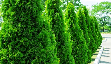 Czy tuje są szkodliwe dla zdrowia i trujące? Fakty i mity