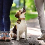 Czy twój pies ma ADHD? Zaskakujące fakty o neuroatypowości zwierząt, które zmienią spojrzenie na pupila