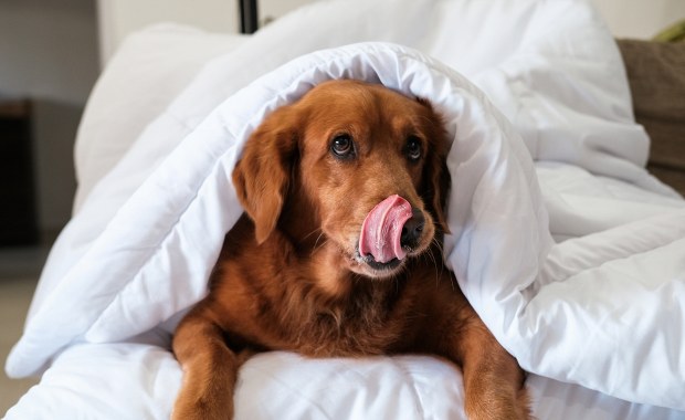 Czy Twój pies powinien spać w łóżku? Weterynarz rozwiewa wątpliwości