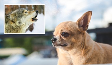 Czy twoja chihuahua ma wilcze geny? Odpowiedź może cię zadziwić