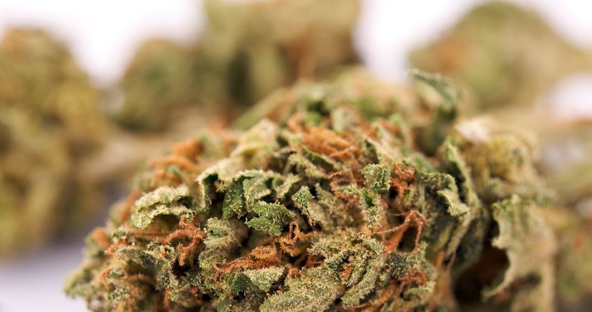 Czy użycie medycznej marihuany wkrótce będzie dozwolone w Niemczech? /123RF/PICSEL
