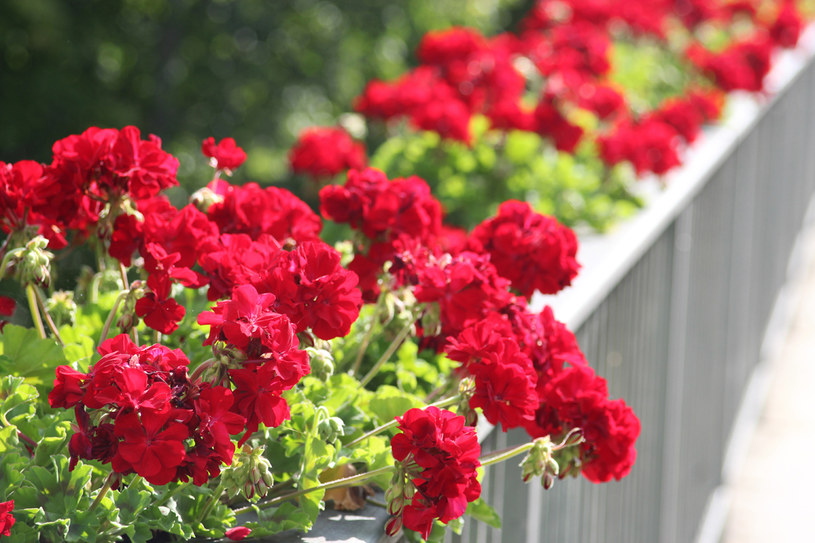 Czy w drugiej połowie kwietnia można już wynieść pelargonie na balkon? Znajoma kwiaciarka rozwiewa wątpliwości /123RF/PICSEL